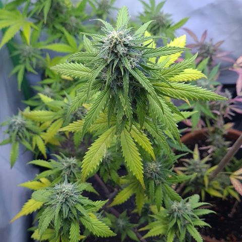 Super Skunk Automatic #3 + #4 growlog timeline photo