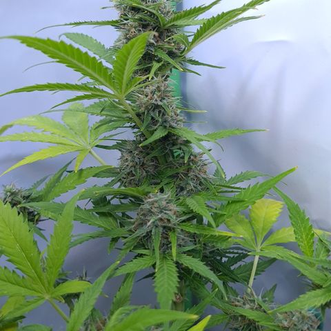 Super Skunk Automatic #3 + #4 growlog timeline photo
