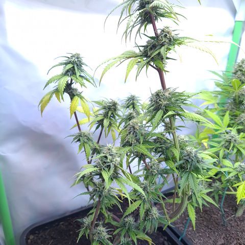 Super Skunk Automatic #3 + #4 growlog timeline photo