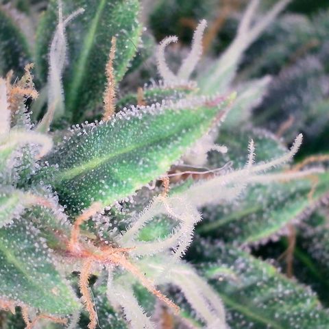 Super Skunk Automatic #3 + #4 growlog timeline photo