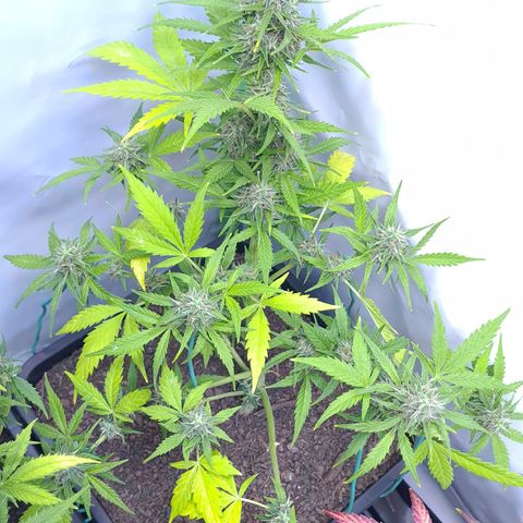 Super Skunk Automatic #3 + #4 growlog timeline photo
