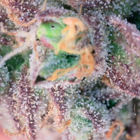 Super Skunk Automatic #1 + #2 growlog timeline photo