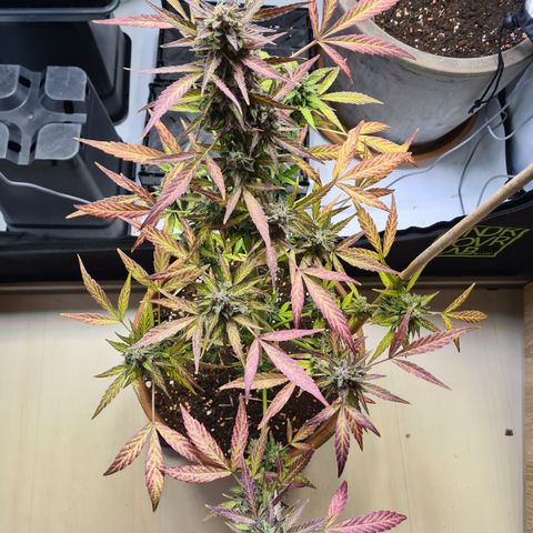 Super Skunk Automatic #1 + #2 growlog timeline photo