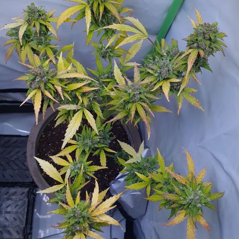 Super Skunk Automatic #1 + #2 growlog timeline photo