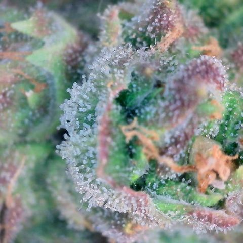 Super Skunk Automatic #1 + #2 growlog timeline photo