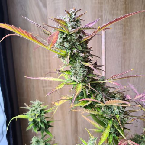 Super Skunk Automatic #1 + #2 growlog timeline photo