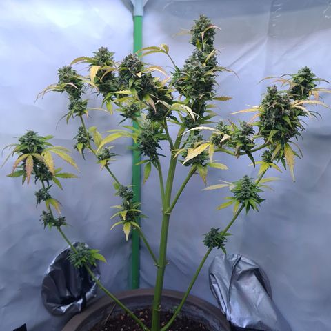 Super Skunk Automatic #1 + #2 growlog timeline photo