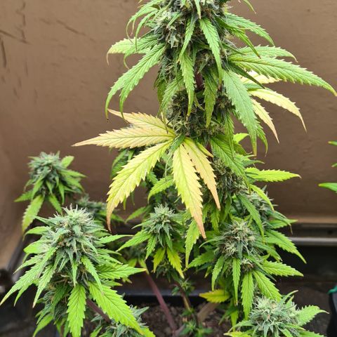 Super Skunk Automatic #3 + #4 growlog timeline photo
