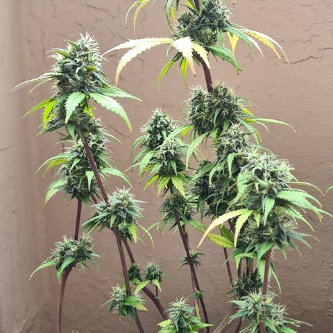 Super Skunk Automatic #3 + #4 growlog timeline photo