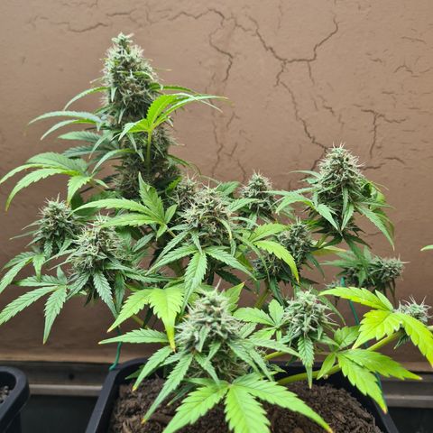 Super Skunk Automatic #3 + #4 growlog timeline photo