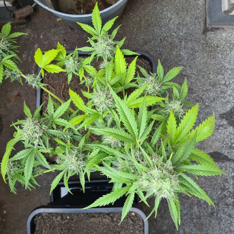 Super Skunk Automatic #3 + #4 growlog timeline photo