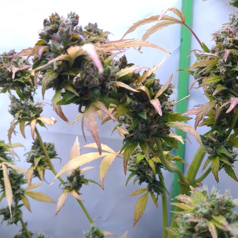 Super Skunk Automatic #1 + #2 growlog timeline photo