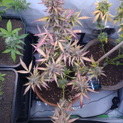 Super Skunk Automatic #1 + #2 growlog timeline photo