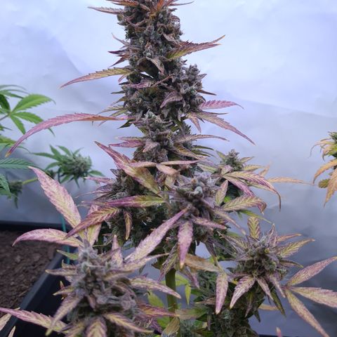 Super Skunk Automatic #1 + #2 growlog timeline photo
