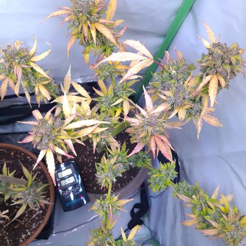 Super Skunk Automatic #1 + #2 growlog timeline photo