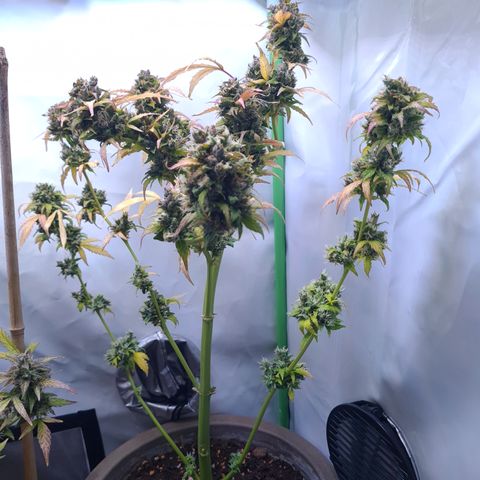 Super Skunk Automatic #1 + #2 growlog timeline photo