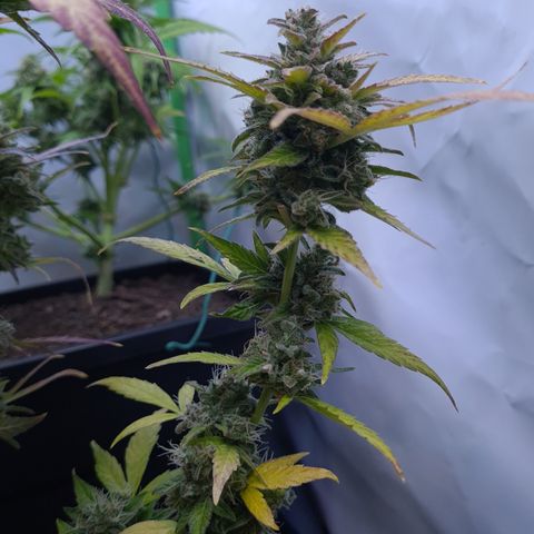 Super Skunk Automatic #1 + #2 growlog timeline photo