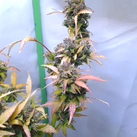 Super Skunk Automatic #1 + #2 growlog timeline photo