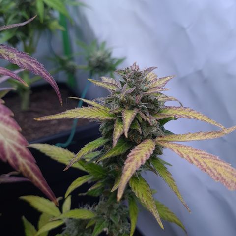 Super Skunk Automatic #1 + #2 growlog timeline photo