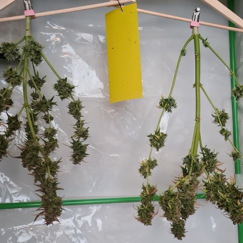 Super Skunk Automatic #1 + #2 growlog timeline photo