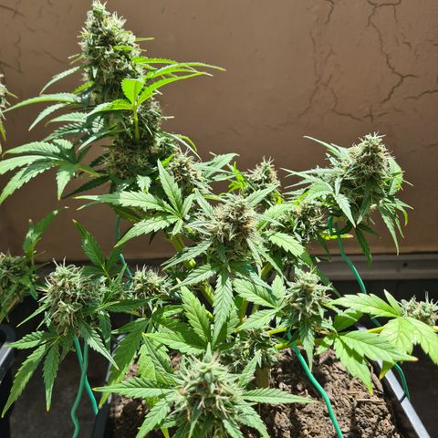 Super Skunk Automatic #3 + #4 growlog timeline photo