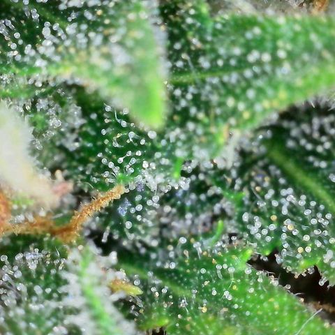 Super Skunk Automatic #3 + #4 growlog timeline photo