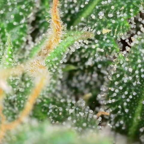 Super Skunk Automatic #3 + #4 growlog timeline photo