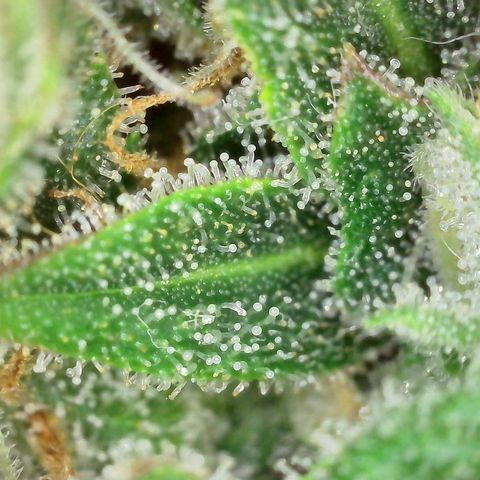 Super Skunk Automatic #3 + #4 growlog timeline photo