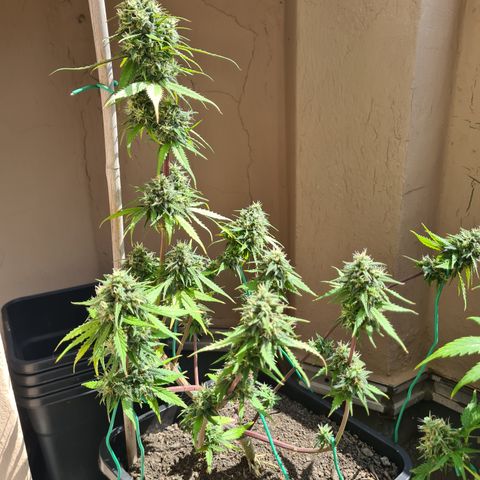 Super Skunk Automatic #3 + #4 growlog timeline photo