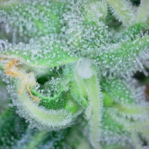 Super Skunk Automatic #3 + #4 growlog timeline photo