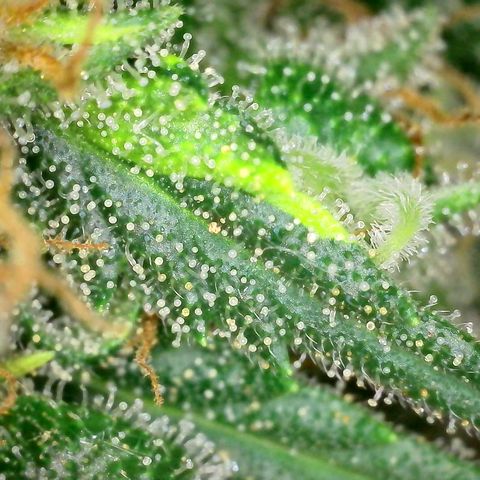 Super Skunk Automatic #3 + #4 growlog timeline photo