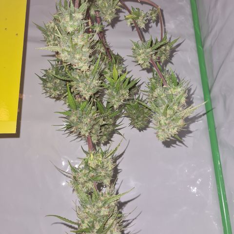Super Skunk Automatic #3 + #4 growlog timeline photo