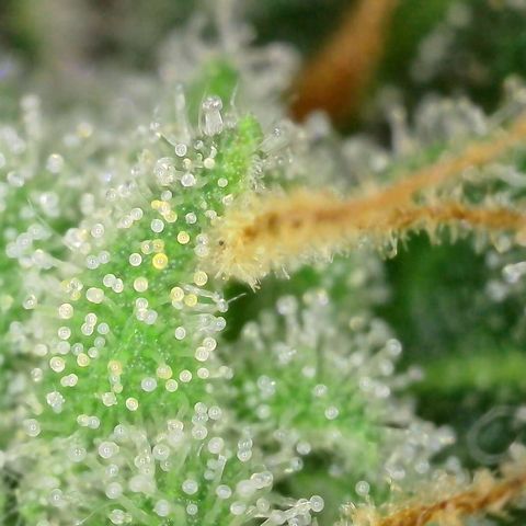 Super Skunk Automatic #3 + #4 growlog timeline photo