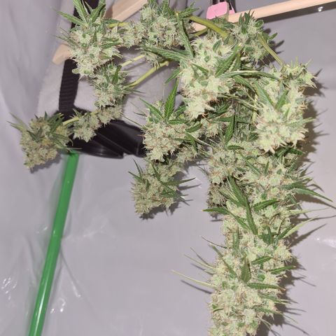 Super Skunk Automatic #3 + #4 growlog timeline photo