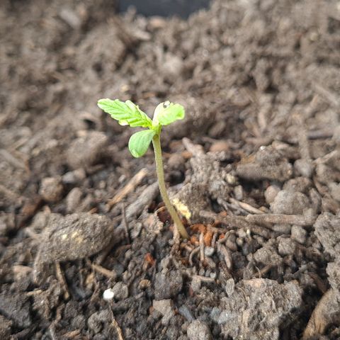 Watermelon Auto #1 growlog timeline photo