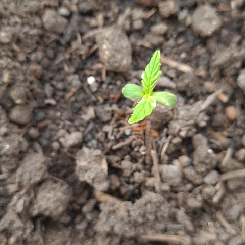 Watermelon Auto #1 growlog timeline photo