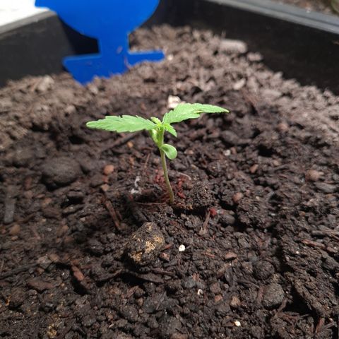 Watermelon Auto #1 growlog timeline photo