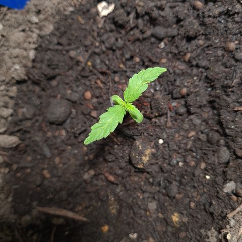 Watermelon Auto #1 growlog timeline photo
