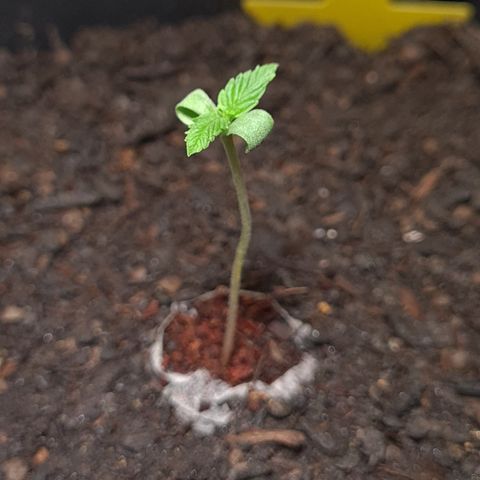 Watermelon Auto #2 growlog timeline photo
