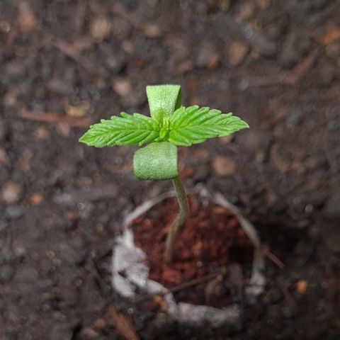 Watermelon Auto #2 growlog timeline photo