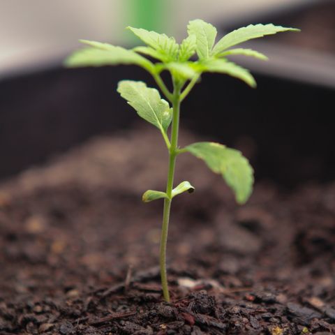 Watermelon Auto #1 growlog timeline photo