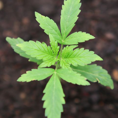 Watermelon Auto #1 growlog timeline photo