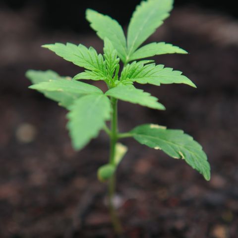 Watermelon Auto #1 growlog timeline photo
