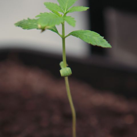 Watermelon Auto #2 growlog timeline photo
