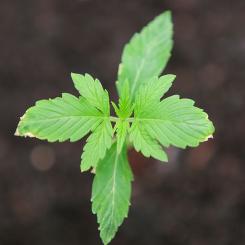 Watermelon Auto #2 growlog timeline photo