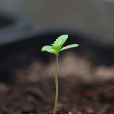 Ice Cream Cake FF #1 growlog timeline photo