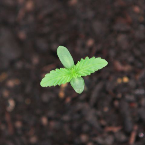 Ice Cream Cake FF #1 growlog timeline photo