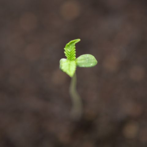 Ice Cream Cake FF #2 growlog timeline photo