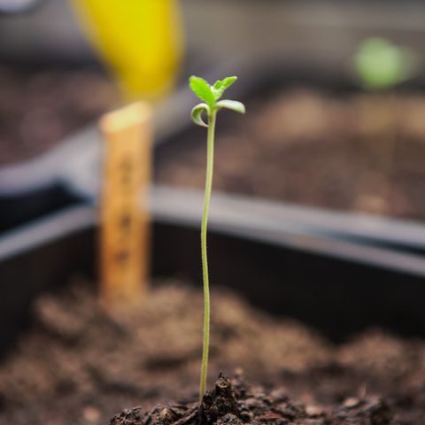 Ice Cream Cake FF #2 growlog timeline photo