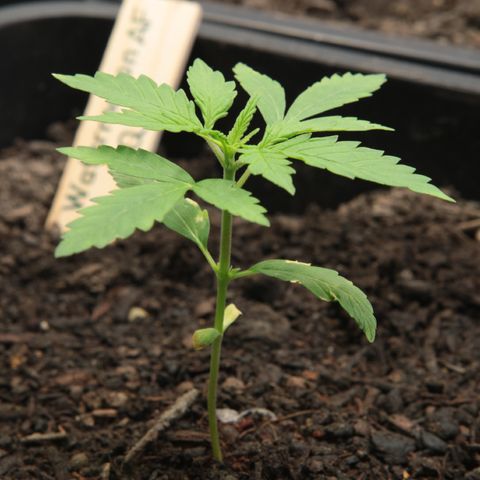 Watermelon Auto #1 growlog timeline photo